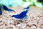 Preview: Dark Blue – Neocaridina davidi
